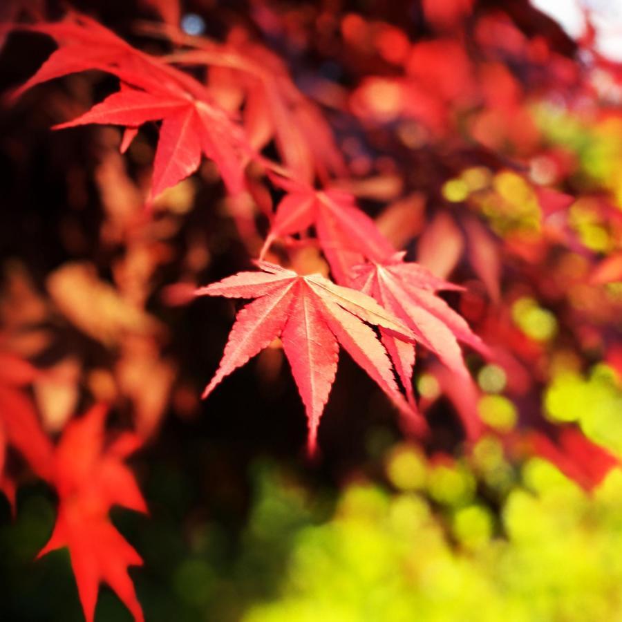 Ohara Sensui Surrounded by Beautiful Nature Villa Kyoto Exterior foto